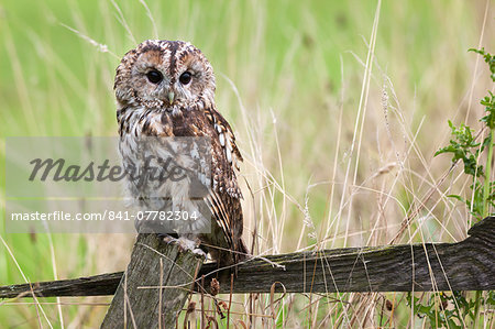 Tawny owl (Strix aluco), captive, United Kingdom, Europe