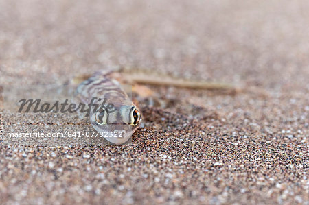 Webfooted gecko (Palmatogecko rangei), Namib Desert, Namibia, Africa