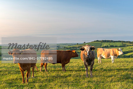 Cattle grazing in the English south west countryside, Devon, England, United Kingdom, Europe