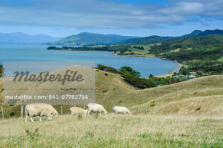 Sheep grazing, Farewell Spit, South Island, New Zealand, Pacific