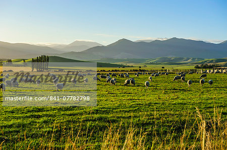 Sheep grazing at sunset, Queenstown, Otago, South Island, New Zealand, Pacific