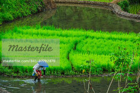Woman working on the rice terraces of Banaue, UNESCO World Heritage Site, Northern Luzon, Philippines, Southeast Asia, Asia
