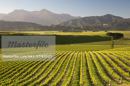 Vineyards along Delta Lake Heights Road, Renwick, near Blenheim, Marlborough region, South Island, New Zealand, Pacific