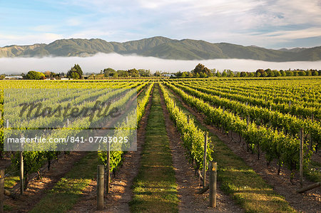 Vineyards in morning mist, Renwick, near Blenheim, Marlborough region, South Island, New Zealand, Pacific