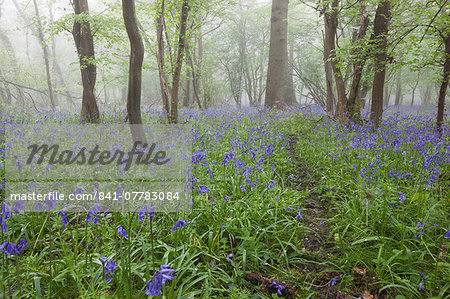 Bluebell wood in morning mist, Lower Oddington, Cotswolds, Gloucestershire, United Kingdom, Europe