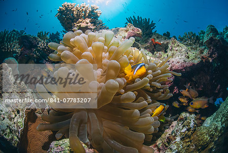 Red Sea Anemone fish (Amphiprion bicinctus) and Bubble anemone (Entacmaea quadricolor), Naama Bay, Sharm El Sheikh, Red Sea, Egypt, North Africa, Africa