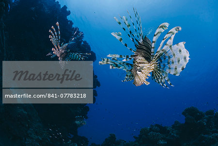 Common lionfish (Pterois miles), front view, Naama Bay, Ras Mohammed National Park, Sharm El Sheikh, Red Sea, Egypt, North Africa, Africa