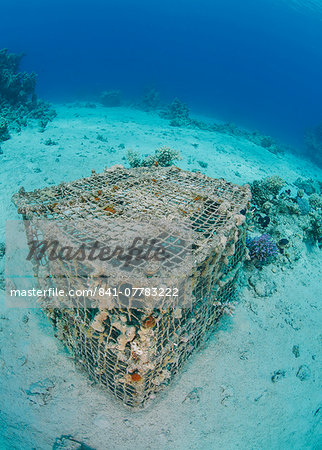 Underwater view of a coral encrusted lobster pot on sandy ocean floor, Ras Mohammed National Park, Red Sea, Egypt, North Africa, Africa