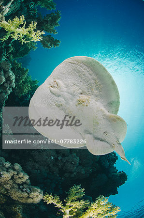 Leopard torpedo ray (Electric ray) (Torpedo panthera), underside view, back-lit by the sun, Ras Mohammed National Park, Sharm El Sheikh, Red Sea, Egypt, North Africa, Africa