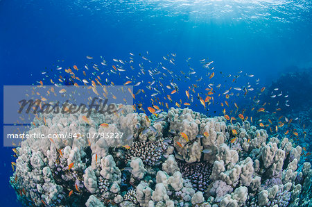 Lyretail anthias (Pseudanthias squamipinnis), school over mountain coral, reef, Ras Mohammed National Park, Sharm El Sheikh, Red Sea, Egypt, North Africa, Africa