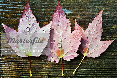 View of the back of three maple leaves with water droplets on wooden background, Canada