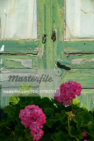 Close-up of old green door with worn paint and geraniums, Naxos, Cyclades Islands, Greece