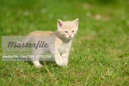 Close-up of a domestic cat (Felis silvestris catus) kitten on a meadow in summer, Upper Palatinate, Bavaria, Germany