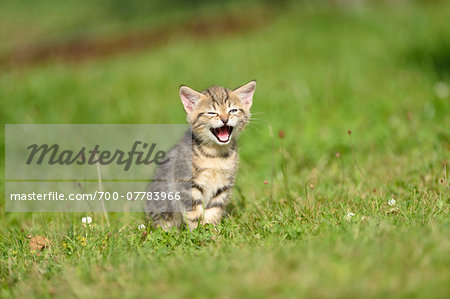 Close-up of Domestic Cat (Felis silvestris catus) Kitten on Meadow in Summer, Bavaria, Germany