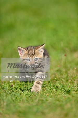 Close-up of Domestic Cat (Felis silvestris catus) Kitten on Meadow in Summer, Bavaria, Germany