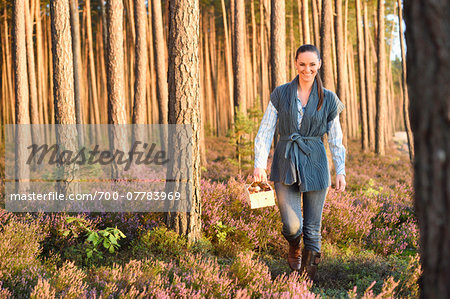 Young Woman Collecting Mushrooms in Scots Pine (Pinus sylvestris) Forest in Early Autumn, Bavaria, Germany