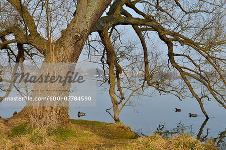 Ducks on Lake Scherwin, Schwerin, Western Pomerania, Mecklenburg-Vorpommern, Germany