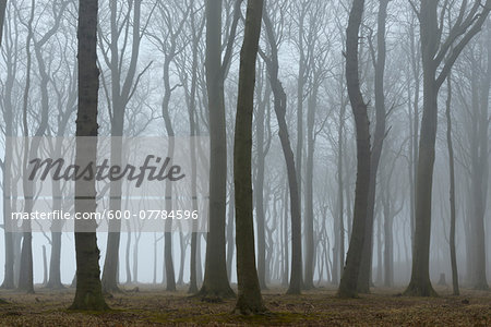 Trees in forest with fog, Ghost Forest (Gespensterwald), Nienhagen, Westren Pomerania, Mecklenburg-Vorpommern, Germany
