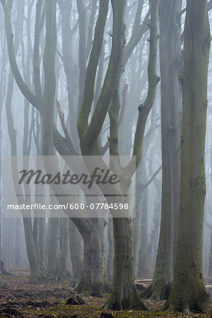 Trees in forest with fog, Ghost Forest (Gespensterwald), Nienhagen, Westren Pomerania, Mecklenburg-Vorpommern, Germany