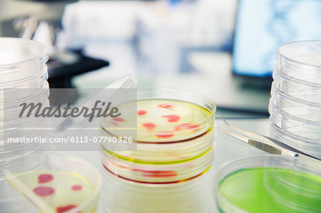 Close up of cultures in petri dishes on counter in lab