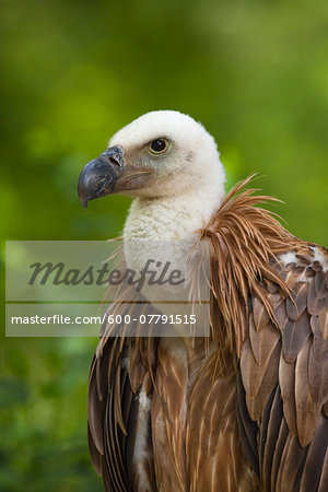 Portrait of Young Griffon Vulture (Gyps fulvus), Germany