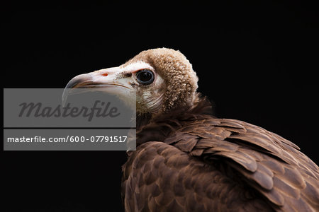 Portrait of Hooded Vulture (Necrosyrtes monachus), Studio Shot