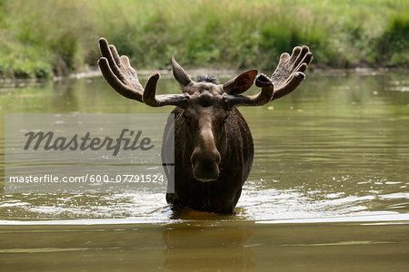 Portrait of Moose (Alces alces) in Water, Germany