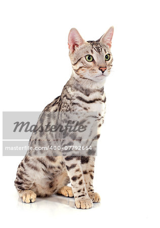 portrait of a purebred  bengal cat on a white background