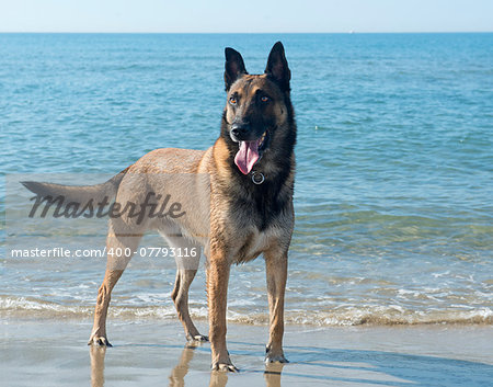 picture of a purebred belgian sheepdog malinois on the beach