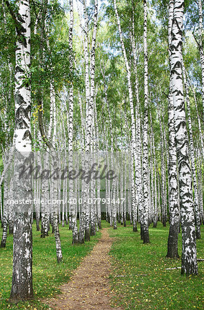 Pathway in autumn burch  forest