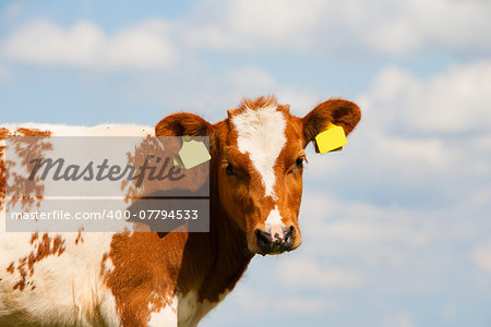 Dutch calf in the meadow