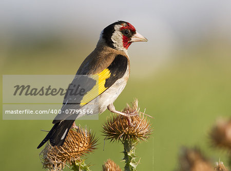 European goldfinch (Carduelis carduelis) sitting on a branch at sunset thistle.