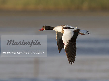 Female Shelduck (Tadorna tadorna) flying over the lake from the sea.