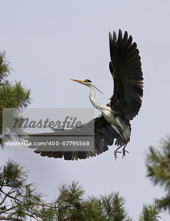 Grey heron comes in to land on a pine tree.