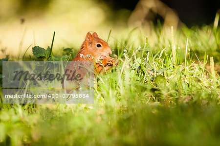 Ginger squirrel with nut on the green grass