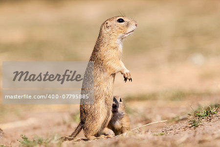 Standing and watching Gopher something