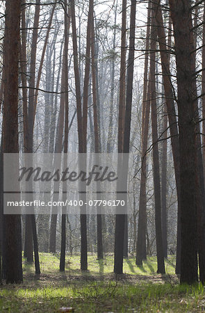 Beautiful pine forest in spring in the fog.