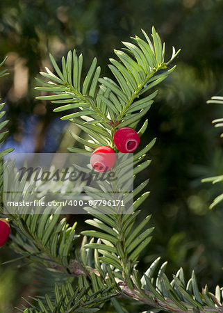 Green twig yew (Taxus baccata) with red berries.