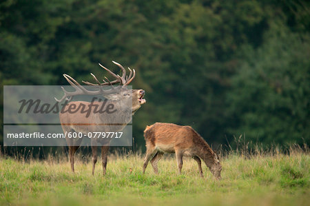 Red Deer (Cervus elaphus), Germany