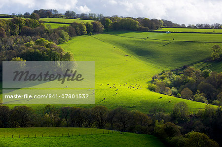 Cattle on rolling hills in Exmoor National Park near Dunster in Somerset, England, United Kingdom, Europe