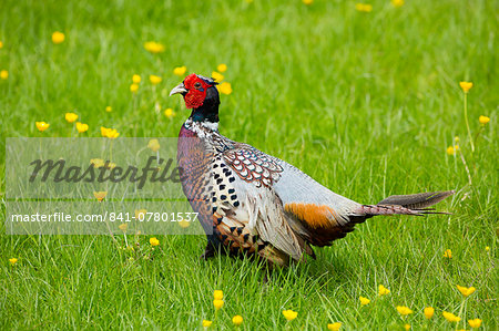 Cock pheasant (Phasianus colchicus) in a field of buttercups, England, United Kingdom, Europe