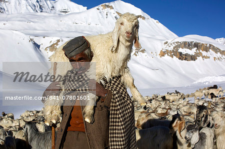 A herdsman and herd at the top of Baralacha pass, Himalaya highway, road from Manali to Leh, India, Asia
