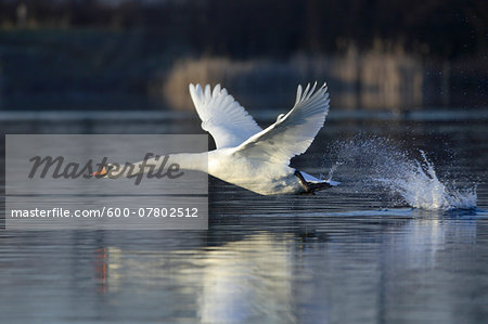 Mute Swan (Cygnus olor) Flying over a Lake, Hesse, Germany