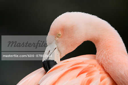 Close-up Portrait of a Chilean Flamingo (Phoenicopterus chilensis), Germany