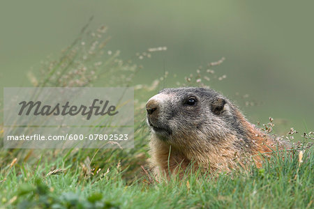 Close-up Portrait of Alpine Marmot (Marmota marmota), Hohe Tauern National Park, Austria