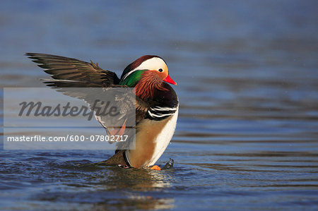 Mandarin Duck (Aix galericulata) Bathing, Germany Mandarin Duck (Aix galericulata) Bathing, Germany