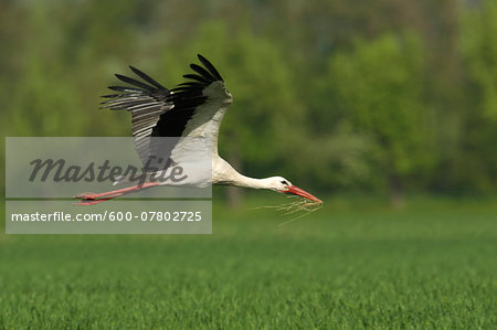 White Stork (Ciconia ciconia) Carrying Grass for Nest, Germany
