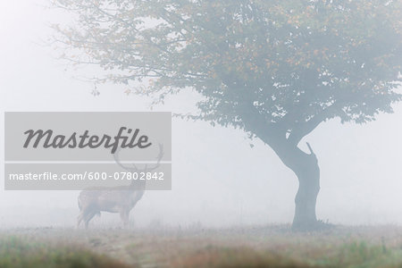 Male Fallow Deer (Cervus dama) on Misty Morning, Hesse, Germany