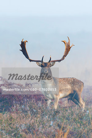 Portrait of Male Fallow Deer (Cervus dama) on Misty Morning, Hesse, Germany