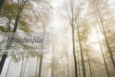 European Beech (Fagus sylvatica) Forest in Mist, Spessart, Bavaria, Germany